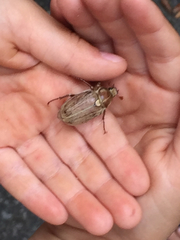 Melolonthinae
