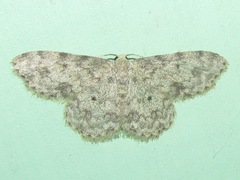 Scopula plantagenaria