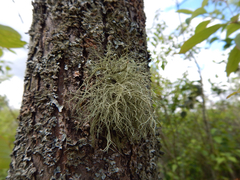 Usnea mutabilis