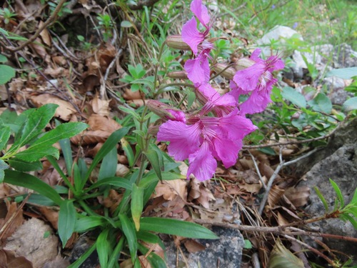 Image of Silene elisabethae by (c) Marco Mussita, some rights reserved (CC BY)