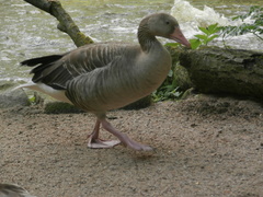 Anser anser