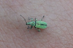 Phyllobius maculicornis