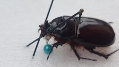 Oryctes nasicornis corniculatus