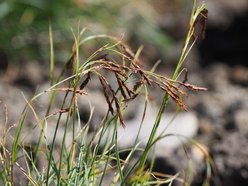 Carex stenantha iNat (1)