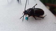 Oryctes nasicornis corniculatus