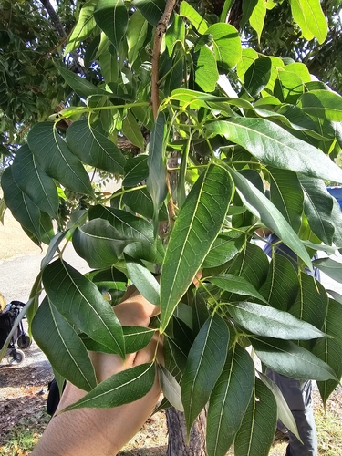 Swietenia aubrevilleana