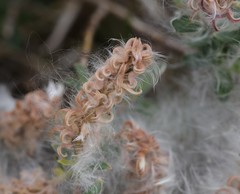 Salix repens argentea