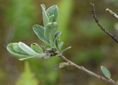 Salix repens argentea