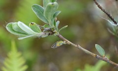 Salix repens argentea