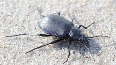 Calosoma inquisitor