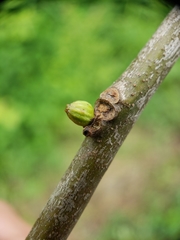 Callirhytis quercusgemmaria