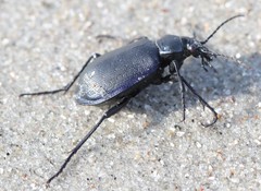 Calosoma inquisitor