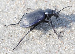 Calosoma inquisitor