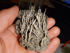 Cladonia rei