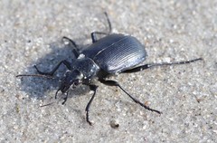 Calosoma inquisitor