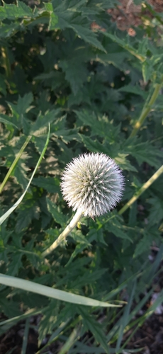 Image of Echinops exaltatus by (c) Kamil Kulawik, some rights reserved (CC BY-SA)