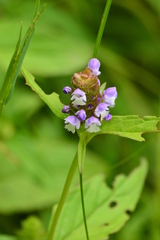 Prunella vulgaris lanceolata