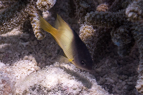 Dusky Gregory — seen at this dive site