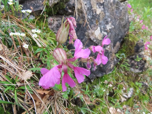 Silene elisabethae, photograph 5