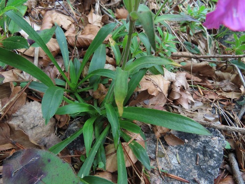 Silene elisabethae, photograph 6