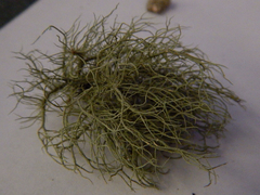 Usnea mutabilis