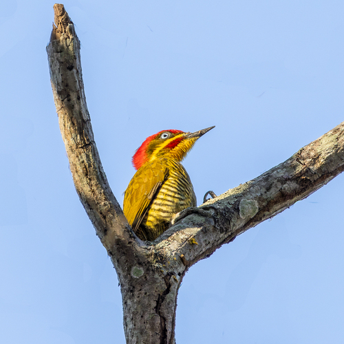 Golden-green Woodpecker (Atlantic)