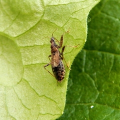 Himacerus