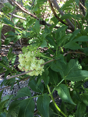 Sambucus racemosa racemosa