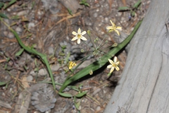 Triteleia ixioides anilina