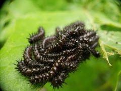 Hemileuca maia
