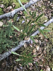 Rhododendron groenlandicum