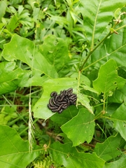 Hemileuca maia