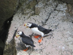 Fratercula corniculata