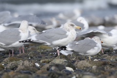 Larus argentatus × glaucescens