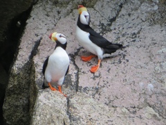 Fratercula corniculata