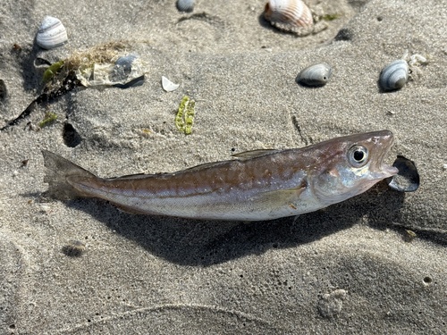 Whiting, Noordelijke Atlantische Oceaan, Friesland, NL, photo 6 of 10