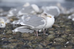 Larus argentatus × glaucescens