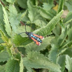 Pyropteron chrysidiforme