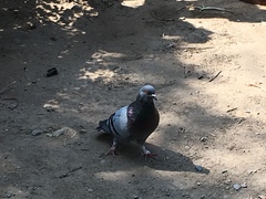 Columba livia