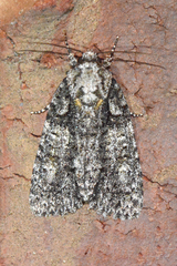 Acronicta increta