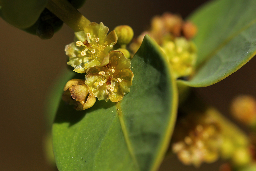 Clutia sessilifolia