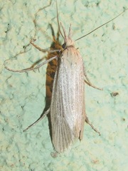 Dorata
