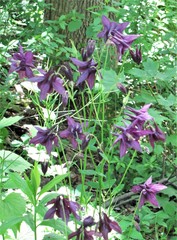 Aquilegia vulgaris
