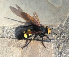 Megascolia maculata flavifrons