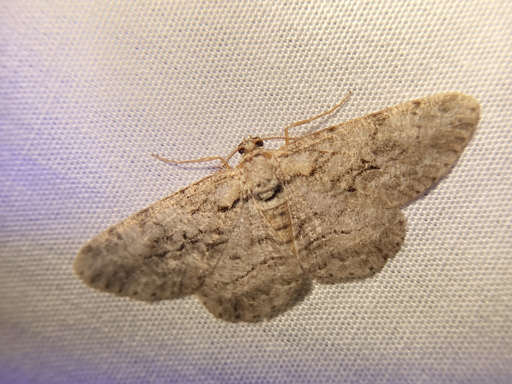 North American Common Gray from Zinn Chapel Rd, Reedsville, WV, US on ...
