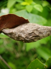 Amphibolips quercusilicifoliae