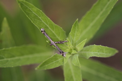 Anstenoptilia