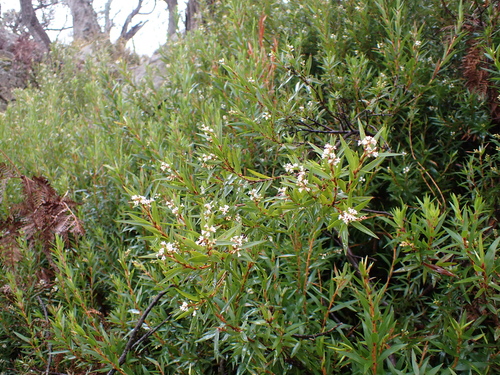 Image of Leucopogon neurophyllus by (c) Nina Kerr, some rights reserved (CC BY)
