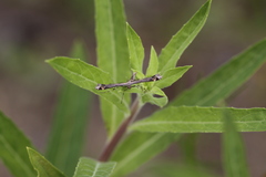 Anstenoptilia