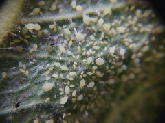 Aphis verbasci